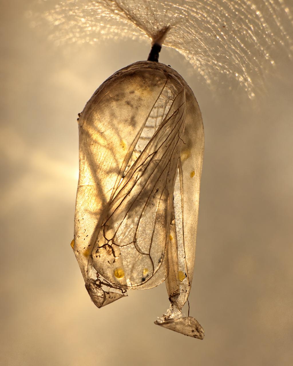 An empty chrysalis hanging in the light